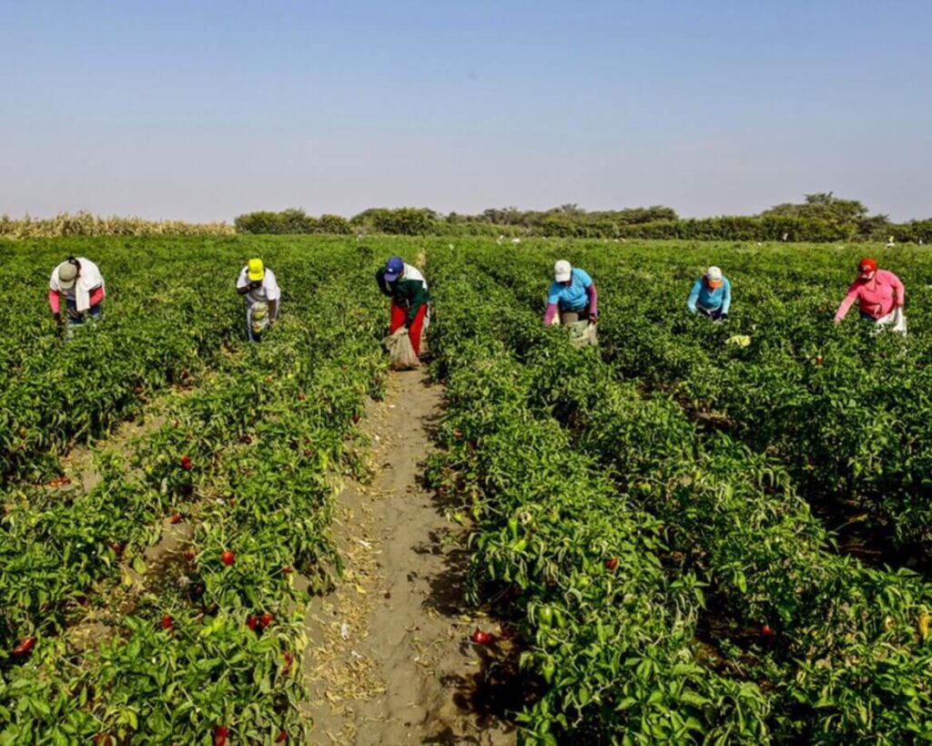 Proyectos agropecuarios